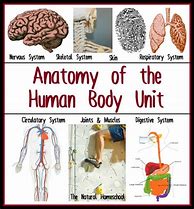 Image result for Human Body Unit
