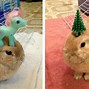 Image result for Bunny with Stuff On Its Head