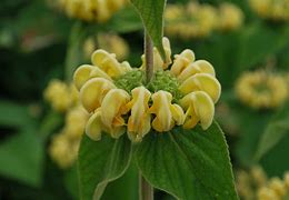 Image result for Phlomis russeliana