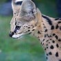Image result for Animals with Biggest Ears
