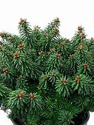 Image result for Abies balsamea Piccolo