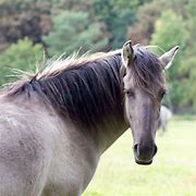 Image result for Tarpan Horse