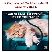 Image result for Skeptical Cat Meme