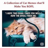 Image result for Orange Tabby Cat Memes