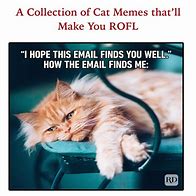 Image result for Jesus Cat Meme