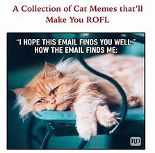 Image result for Snow Funny Cat Memes
