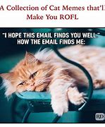 Image result for iPhone Cat Meme
