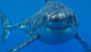 Image result for Giant Great White Shark