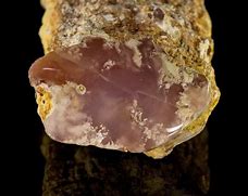 Image result for Pink Petrified Wood