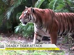 Image result for Zookeeper Mauled by Tiger