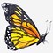 Image result for Colorful Butterfly Drawings in Yellow