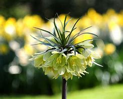 Image result for Fritillaria radeana