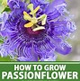 Image result for Passion Flower Climbing Vine