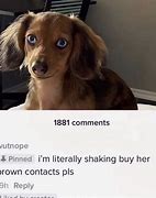 Image result for Get Him Brown Contacts Now Meme