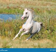 Image result for White Arab Horse