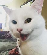 Image result for Happy Meme White Cat