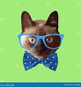 Image result for 1080X1080 Cat with Glasses