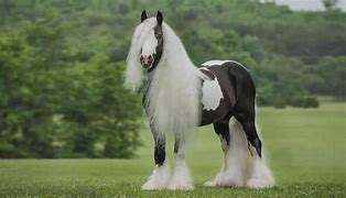 Image result for Gypsy Vanner Horses for Sale