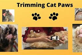 Image result for Cancer On Cat Paw
