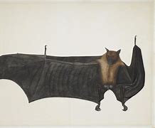 Image result for Fruit Bat man