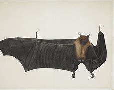 Image result for Old Bat Pics