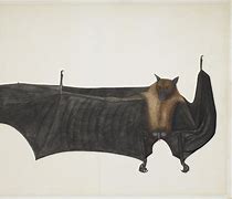 Image result for Cute Bat Painting