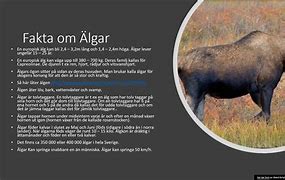 Image result for algar�n