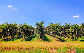 Image result for Palm Tree Farm