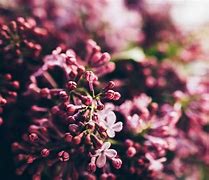 Image result for Flower Background Tumblr iPhone