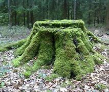 Image result for Moss Tree Stump