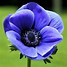 Image result for Anemone caroliniana