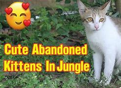 Image result for Abandoned Animals