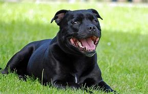 Image result for Staffordshire Bull Terrier Male