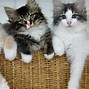 Image result for adoptat