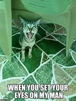 Image result for Rescue Adopted Cat Meme