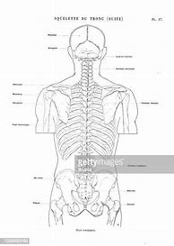 Image result for Anatomie Corps Humain OS Dos