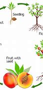 Image result for How to Find Annual Growth Biology