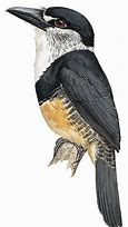 Image result for Notharchus Bucconidae