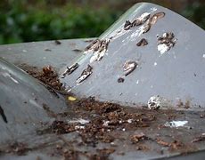 Image result for Bat Guano On a Car