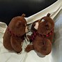 Image result for Plush Teddy Bears at Crazy Store