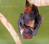 Image result for Okinawa Giant Fruit Bats
