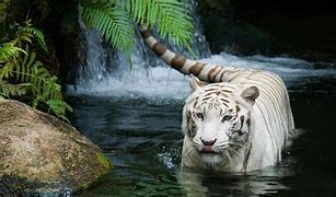 Image result for Animal Wallpaper Full HD