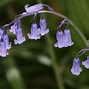 Image result for Hyacinthoides non-scripta