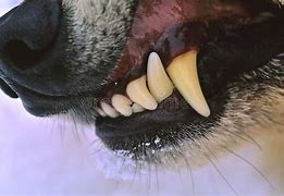 Image result for Canine Dent