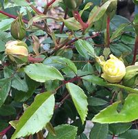 Image result for Rosa Alberic Barbier