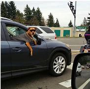 Image result for Boxer Dog in Car Meme