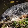Image result for All Crocodile Species