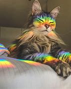 Image result for Rainbow Cat