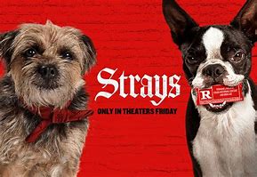 Image result for Strays Series