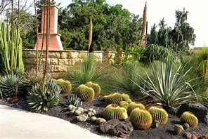 Image result for Different Plant Type Cactus Garden